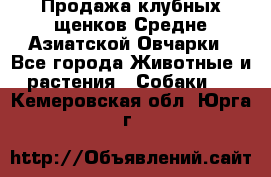 Продажа клубных щенков Средне Азиатской Овчарки - Все города Животные и растения » Собаки   . Кемеровская обл.,Юрга г.